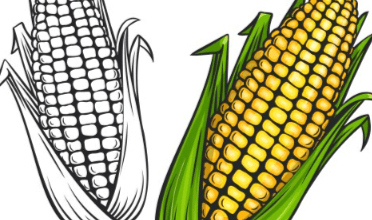 Outline:1ye8yxvyhvc= Corn Drawing