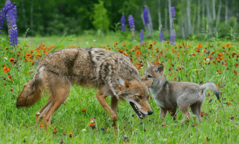 Baby: Cute: Coyote