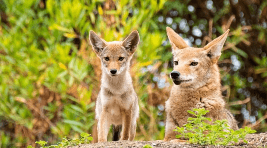 Baby: Cute: Coyote