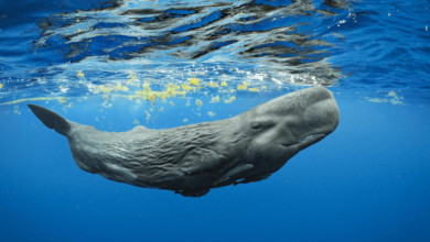 Baby:_Dy07h40hpa= Sperm Whale