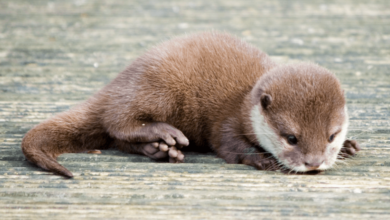 Baby:_Gvppdnshwc= Otter