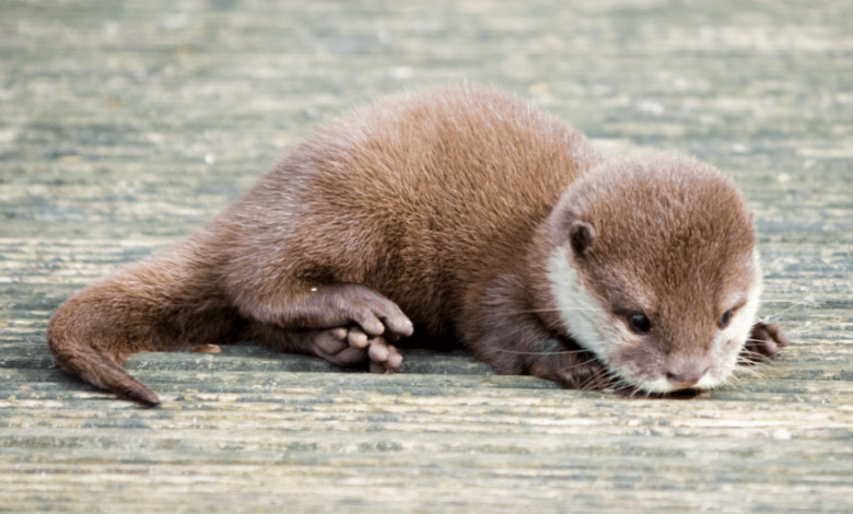 Baby:_Gvppdnshwc= Otter